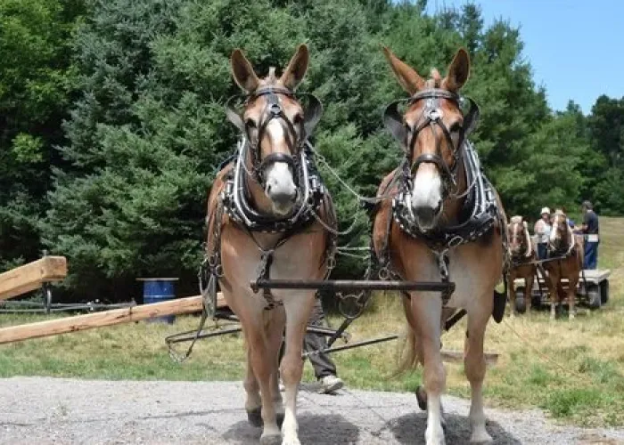 Two horses pulling a wagon, wagon, trees, and field in backrground